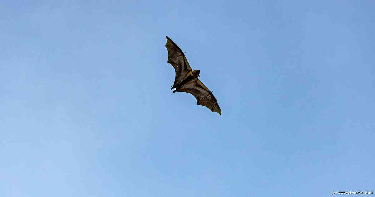 Dead bat found in Loganville backyard tests positive for rabies, officials say