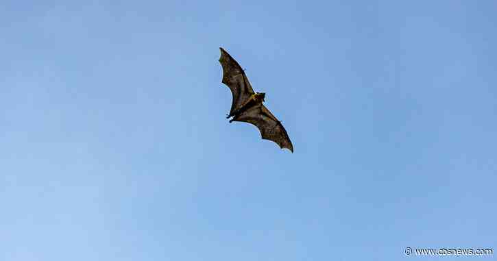 Dead bat found in Loganville backyard tests positive for rabies, officials say