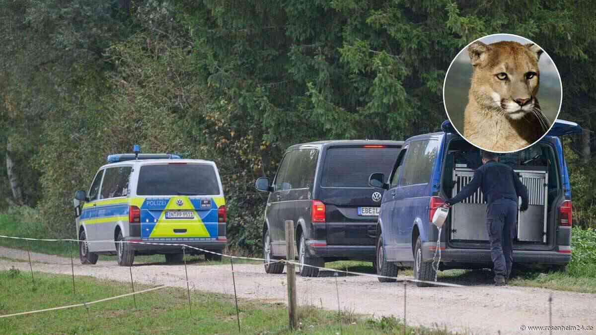 Suche nach bayerischem Puma bisher ohne Erfolg – so geht es jetzt weiter