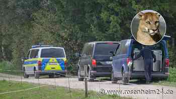 Suche nach bayerischem Puma bisher ohne Erfolg – so geht es jetzt weiter