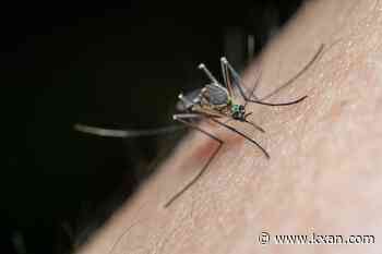 Florida dengue fever cases rise to nearly 300