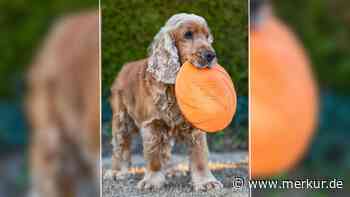 „Leider ist sein Mensch gestorben“: Cocker-Spaniel sucht neues Zuhause
