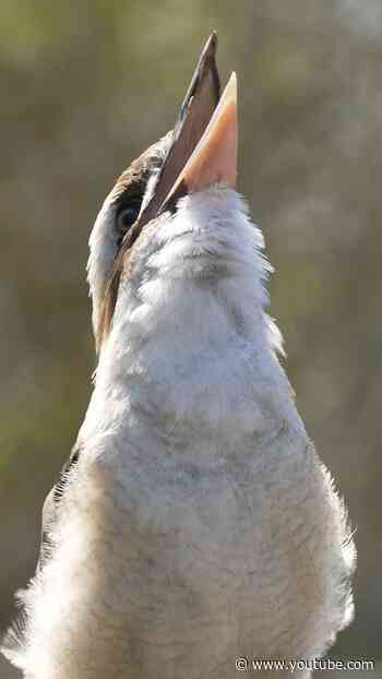 Kookaburra Call