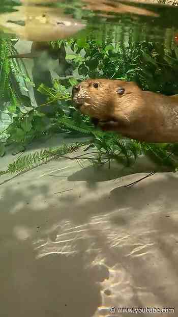 Underwater with a Beaver