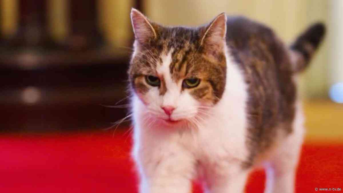 Mäusejäger der Downing Street: Kultkater Larry erholt sich von kleinerer Operation