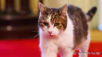 Mäusejäger der Downing Street: Kultkater Larry erholt sich von kleinerer Operation