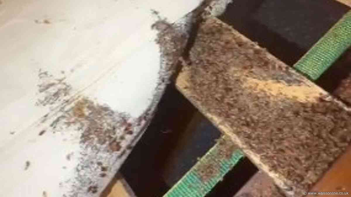 Millions of bedbugs crawl out of mattress in worst outbreak pest controller has seen in decades