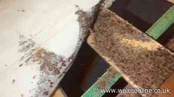 Millions of bedbugs crawl out of mattress in worst outbreak pest controller has seen in decades
