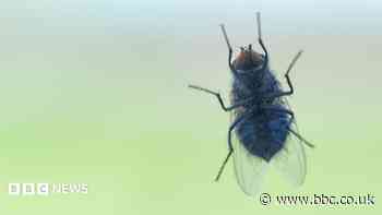 Can Rushden finally swat its problem with flies?
