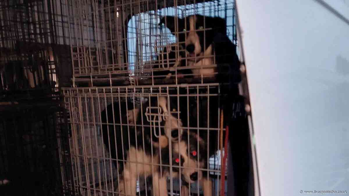 21 dogs and 'terrified' cat found in 'totally unacceptable' conditions as owner blamed old age