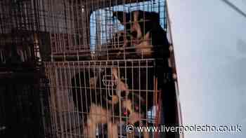 21 dogs and 'terrified' cat found in 'totally unacceptable' conditions as owner blamed old age