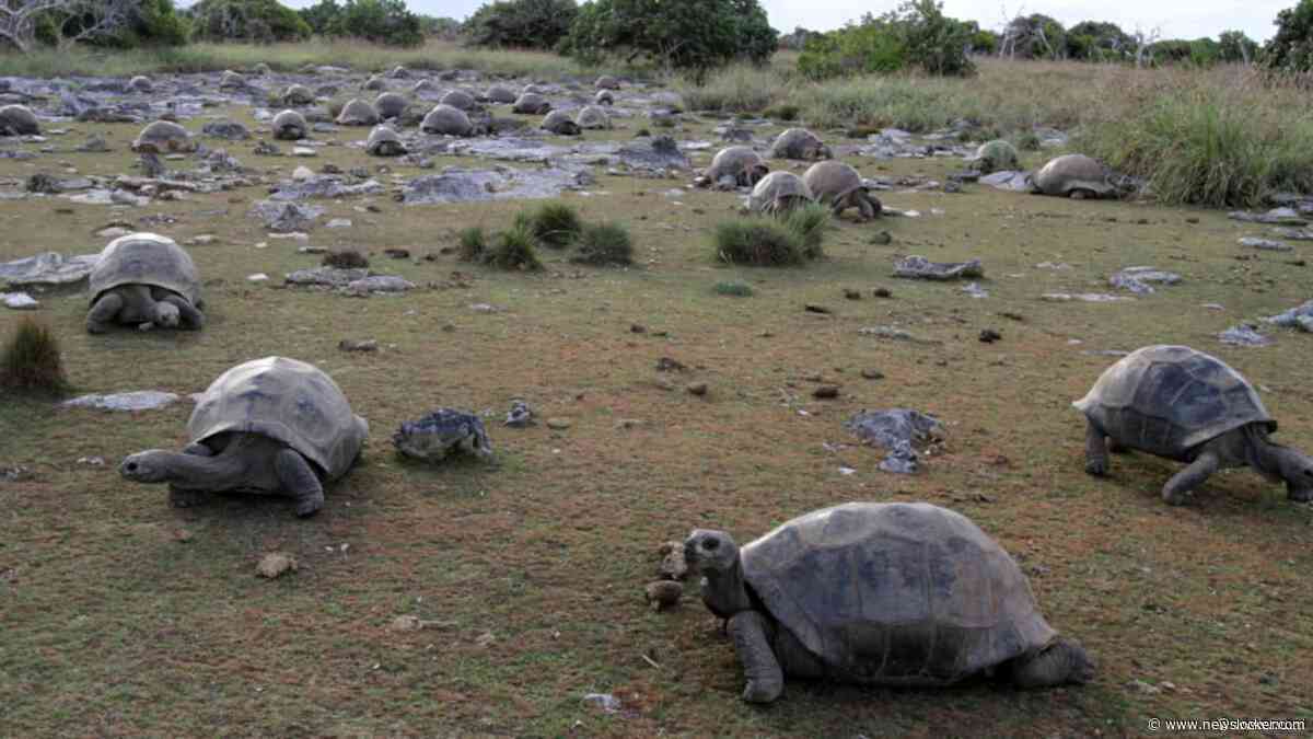Aantal reuzenschildpadden op Seychellen bijna verdubbeld tot 180.000