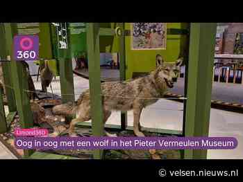 Oog in oog met een wolf: bijzonder dier krijgt plek in Velsen