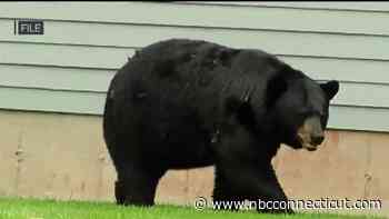Connecticut man won't face prosecution for killing bear that threatened livestock