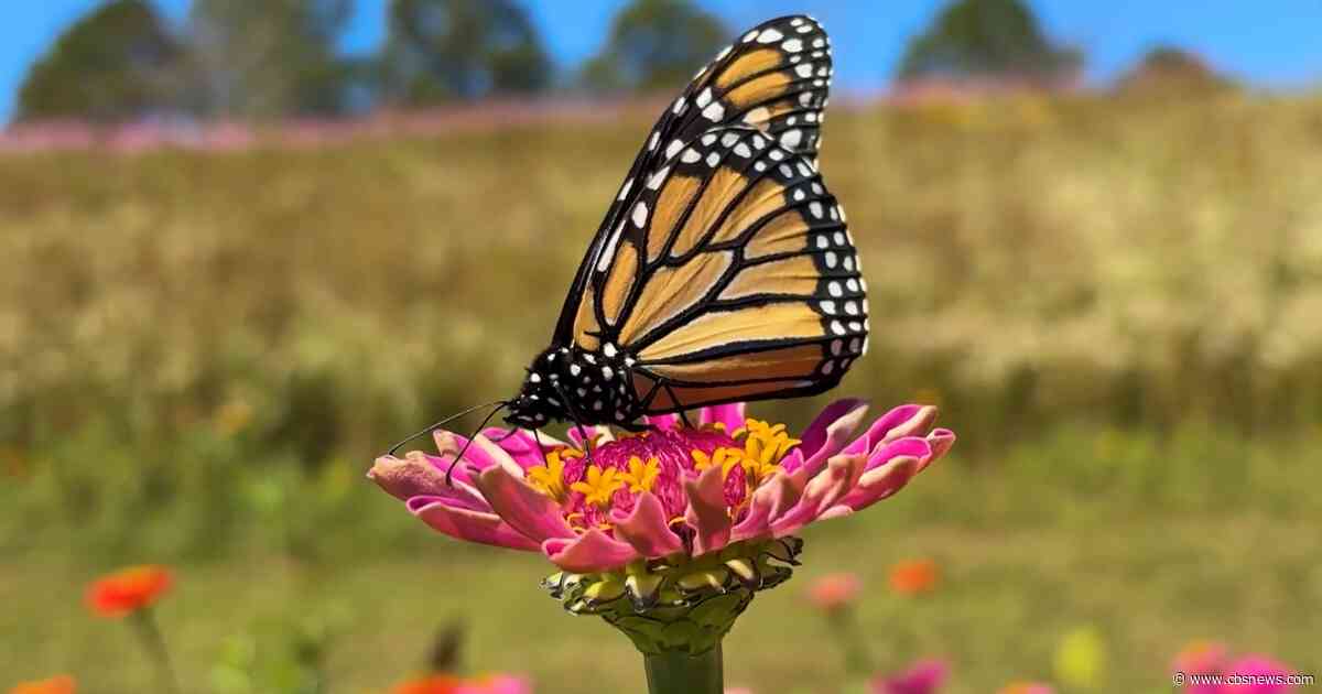 Monarch butterflies find a vital stopover at Gibbs Gardens during their 3,000-mile migration