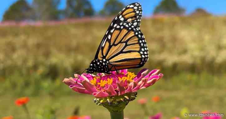 Monarch butterflies find a vital stopover at Gibbs Gardens during their 3,000-mile migration