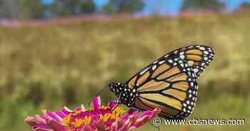 Monarch butterflies make stop in Georgia during 3,000-mile migration