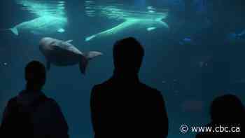 Ex-Marineland beluga whale dies in Chicago aquarium