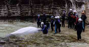 Another Marineland whale dies at Shedd Aquarium in Chicago