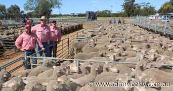 Records broken, as fierce bidding pushes WA Merino ewe prices to new highs