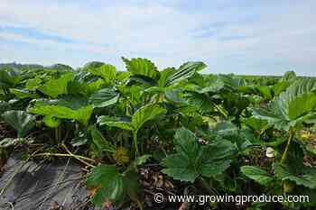 Support on the Grow for Climate-Smart Vegetable Farming