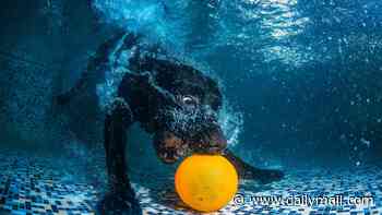 The best in show from the 2026 Dog Photography Awards