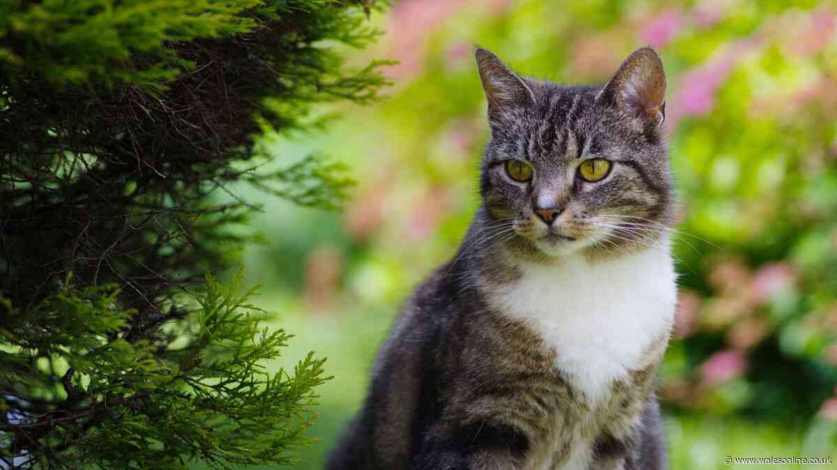 RSPCA 'don't do this' alert to stop cats using your garden as a toilet