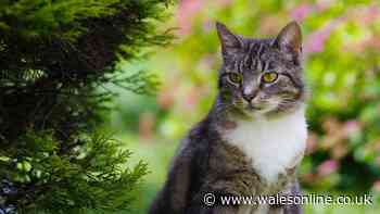 RSPCA 'don't do this' alert to stop cats using your garden as a toilet