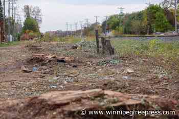 Chopped trees will leave a ‘blight’ on Windsor Park