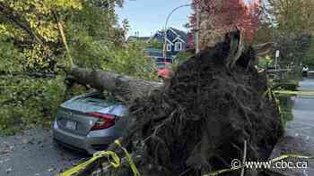 Strong winds topple trees, knock out power to thousands in B.C.'s Lower Mainland
