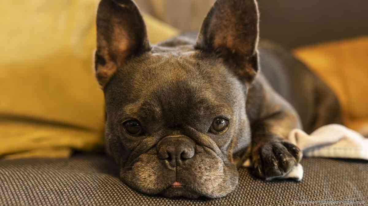 Dog owners say even the 'fussiest' pets can't get enough of gut-friendly treat