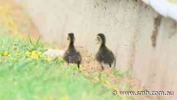 Ducklings walk on track at Bathurst