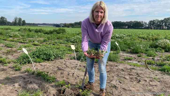 Pinda’s vielen tegen, haver niet: Anniek uit Reusel bakt eigen muesli