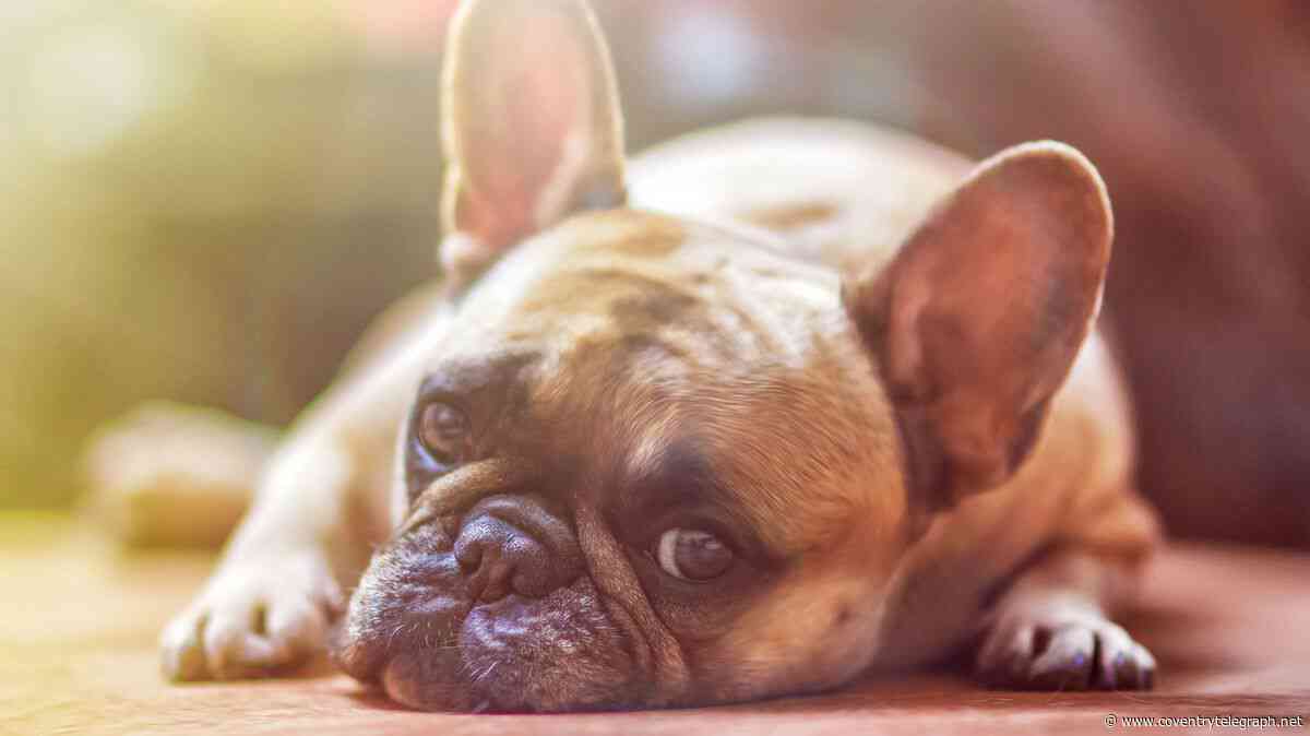 Just two people fined for dog fouling in 12 months as councillor says issue is 'out of control'