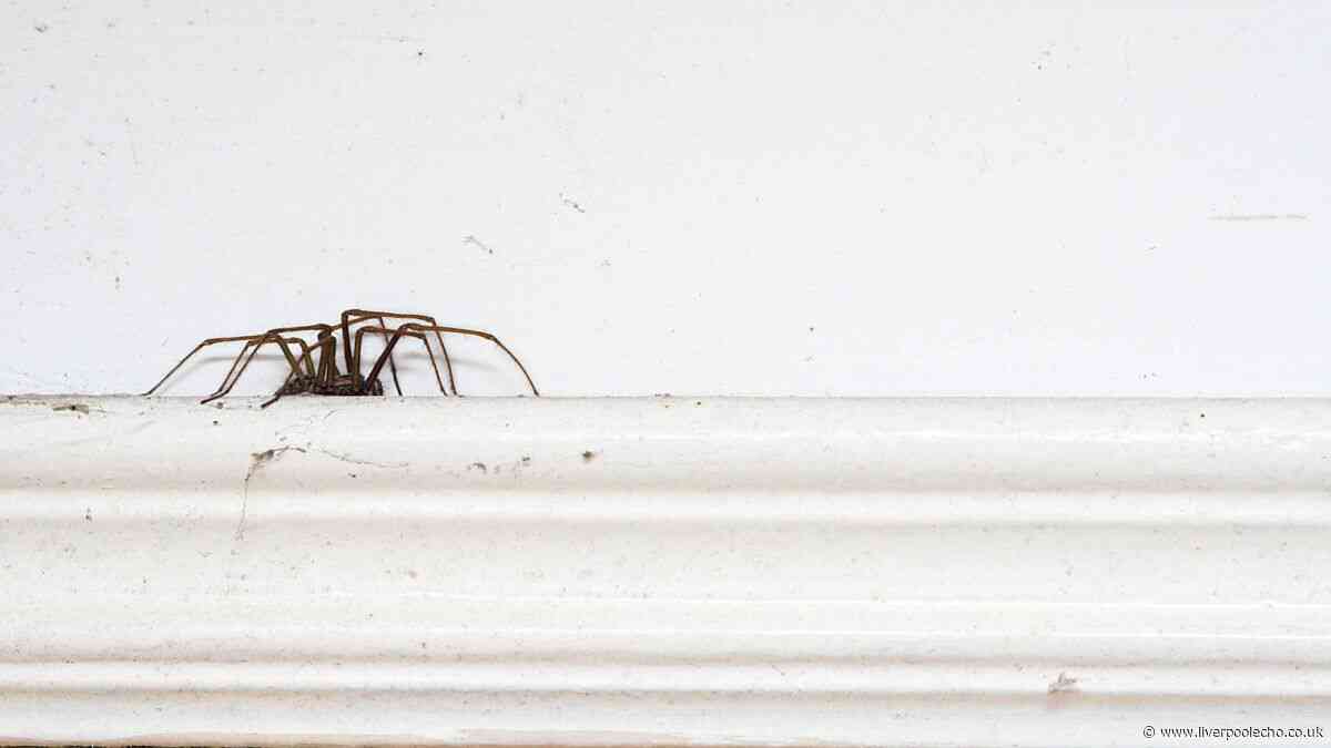 I asked pest experts how to keep spiders out of my house — 1 remedy stands out