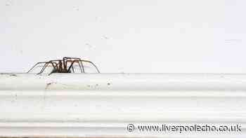 I asked pest experts how to keep spiders out of my house — 1 remedy stands out