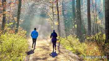 Wer im Wald läuft, schafft mehr Strecke – ohne sich stärker anzustrengen