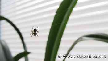 I asked pest experts how to naturally deter spiders from homes — 1 way stands out