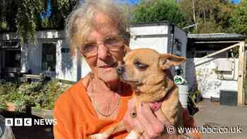 Dog rescue centre under pressure over rising vet bills