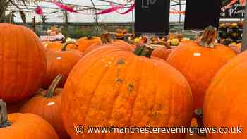 The pumpkin patch with Highland cows and 25 other pick your own patches around Greater Manchester