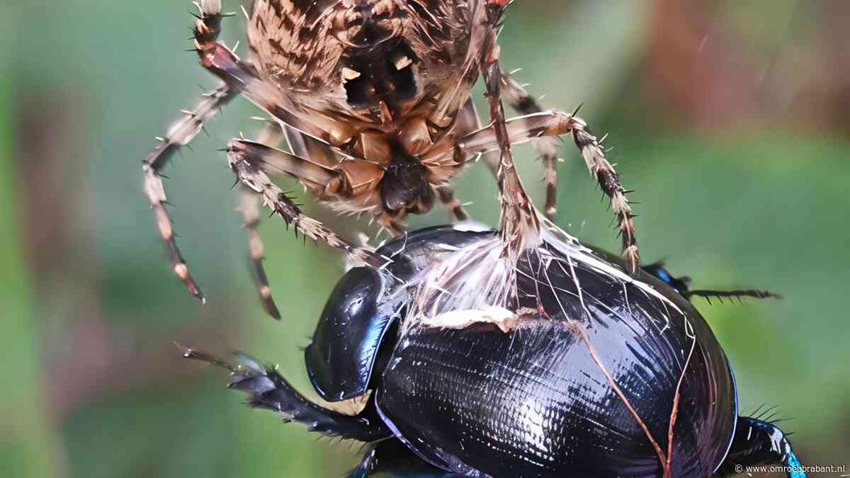 Flink ontbijt voor deze spin, volgens Frans legde Dian iets bijzonders vast
