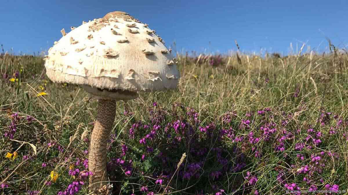 Parasol-Pilz im Oktober: Warum sogar der ungenießbare Stiel noch wertvoll ist