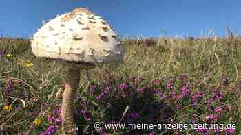 Parasol-Pilz im Oktober: Warum sogar der ungenießbare Stiel noch wertvoll ist