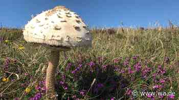 Parasol-Pilz im Oktober: Warum sogar der ungenießbare Stiel noch wertvoll ist