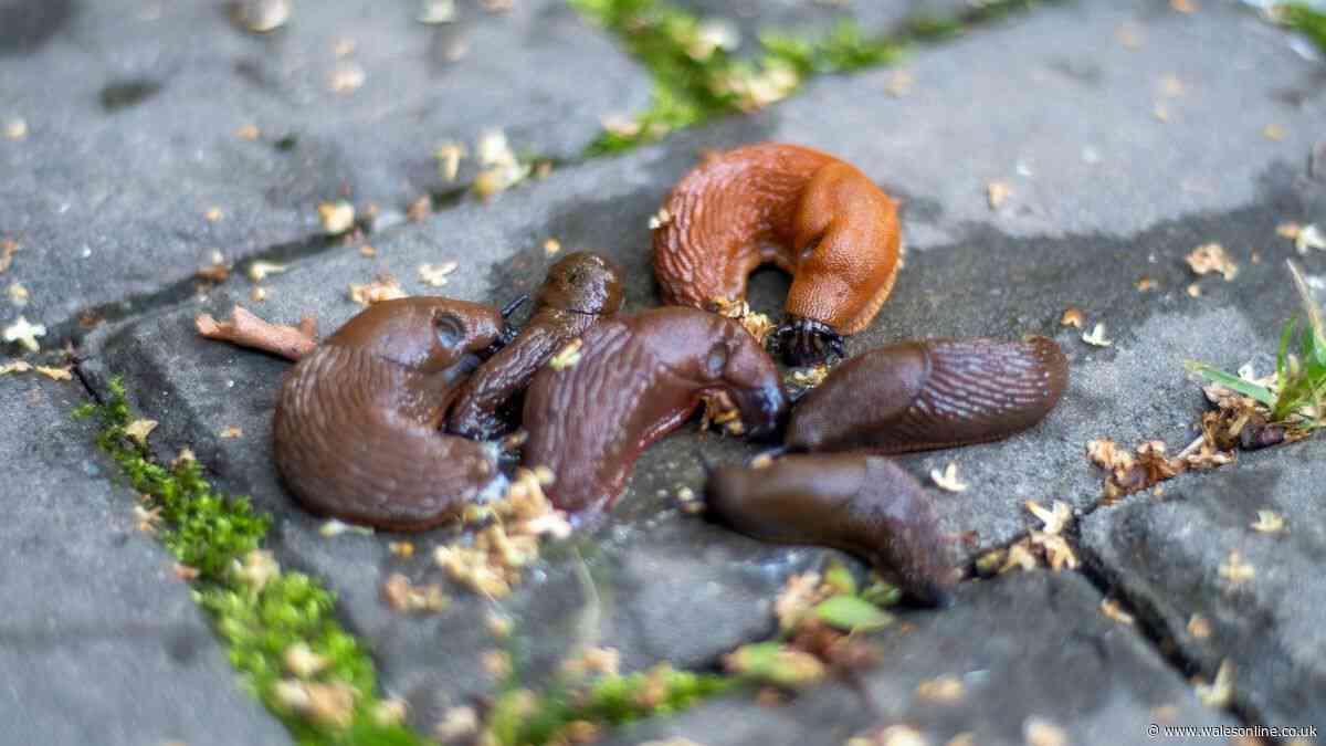 Slugs will stay away from gardens if you grow 1 flower they absolutely hate