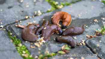 Slugs will stay away from gardens if you grow 1 flower they absolutely hate