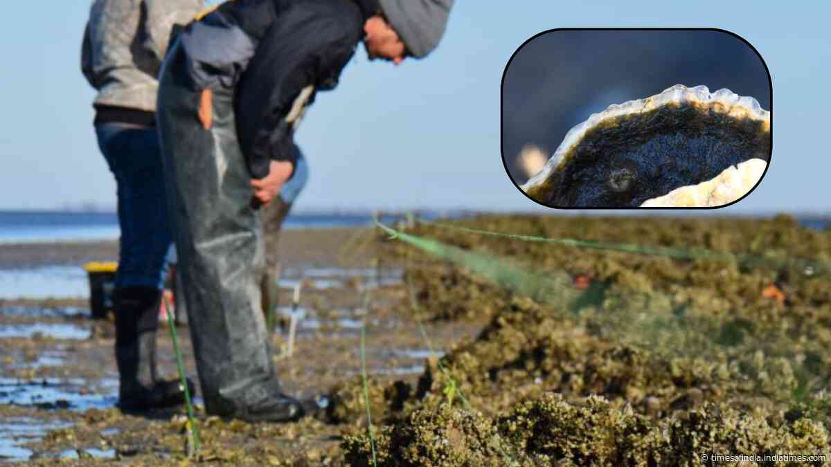 Florida restored a degraded oyster reef in 2018; density rose to 91 per sq m in six months and 244 by year five