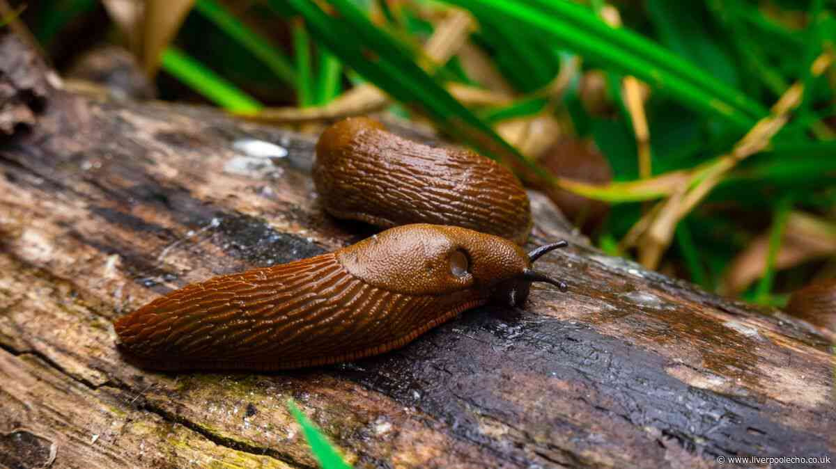 Gardeners urged to grow 1 simple flower to help deter slugs naturally