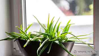 Aloe Vera gießen ohne Fäulnis: Diese 4 Fehler sollten Sie vermeiden