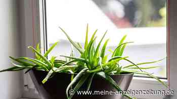 Aloe Vera gießen ohne Fäulnis: Diese 4 Fehler sollten Sie vermeiden